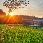 Park Bench in summer