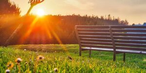 Park Bench in summer